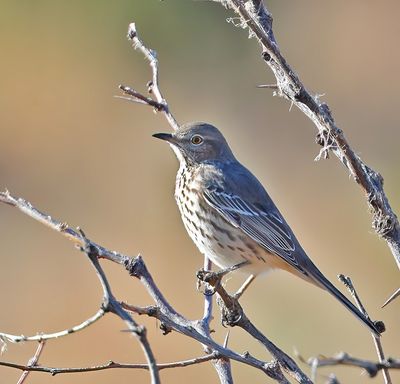 Sage Thrasher