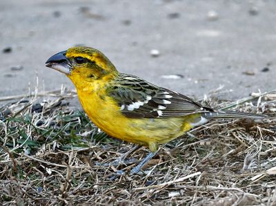 Yellow Grosbeak