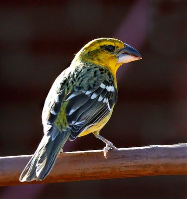 Birds of North America