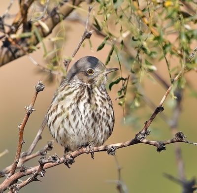 Sage Thrasher
