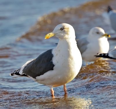 Slaty-backed Gull