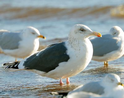 Slaty-backed Gull