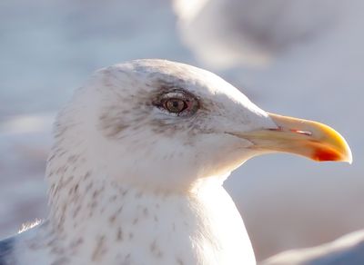 Slaty-backed Gull