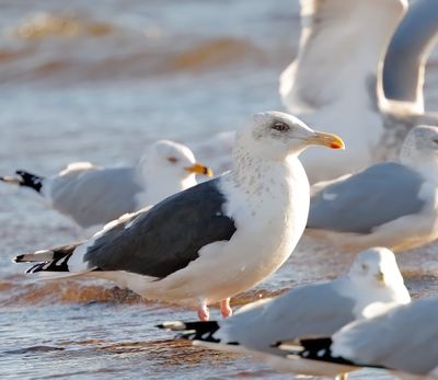 Slaty-backed Gull