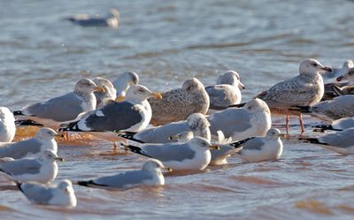 Slaty-backed Gull