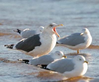 Slaty-backed Gull