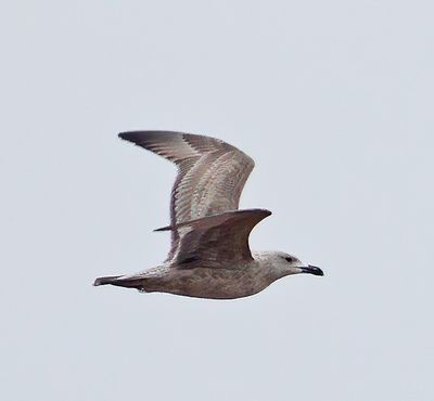 Slaty-backed Gull 
