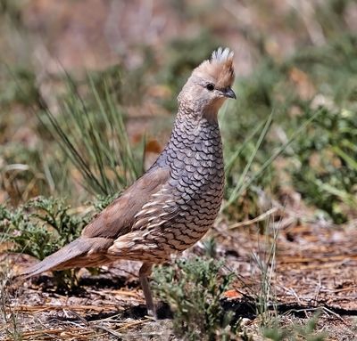 Scaled Quail 