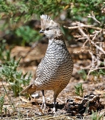 Scaled Quail 