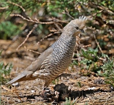 Scaled Quail 