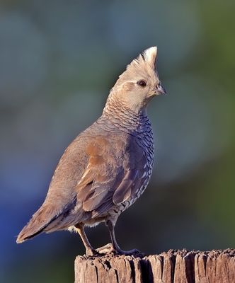 Scaled Quail 
