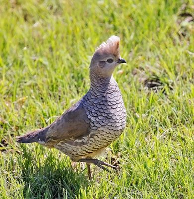 Scaled Quail 