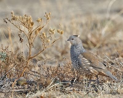 Scaled Quail 