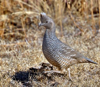 Scaled Quail 