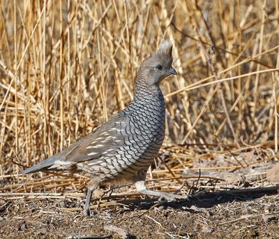 Scaled Quail 