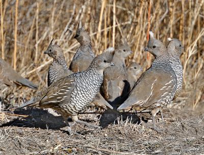 Scaled Quail 