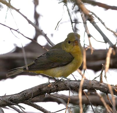 Scarlet Tanager