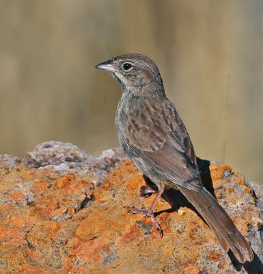 Rufous-crowned Sparrow