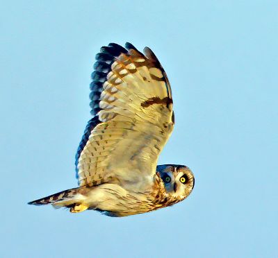 Short-eared Owl 