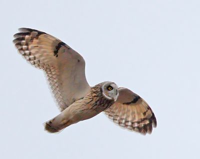 Short-eared Owl 
