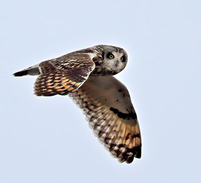 Short-eared Owl