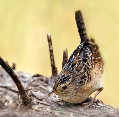 Sedge Wren