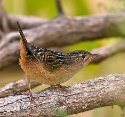 Sedge Wren