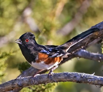 Spotted Towhee