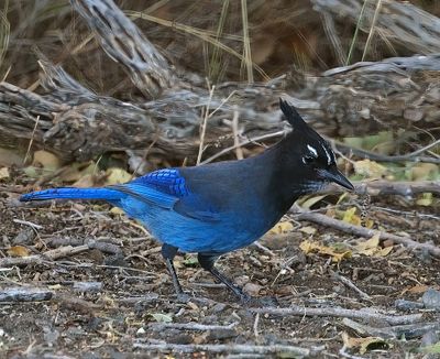 Steller's Jay