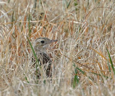 Sprague's Pipit