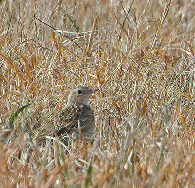 Sprague's Pipit