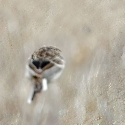 Sprague's Pipit