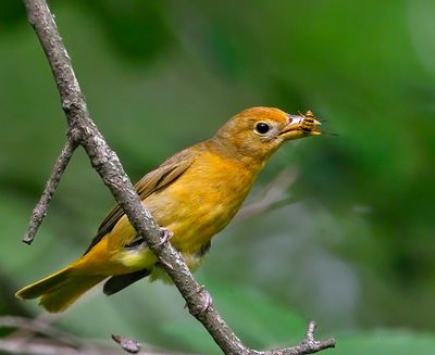 Summer Tanager