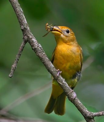 Summer Tanager