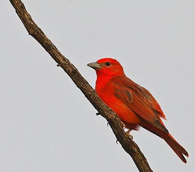 Hepatic Tanager