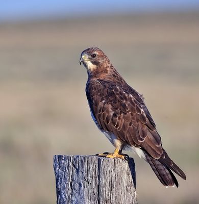 Swainson's Hawk