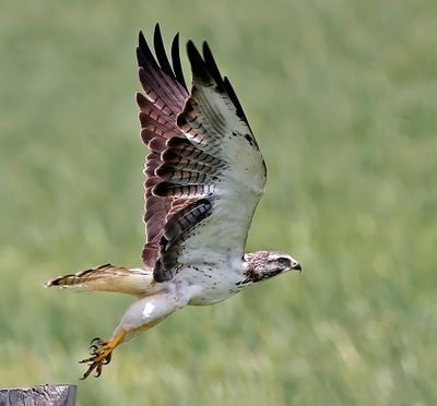 Swainson's Hawk