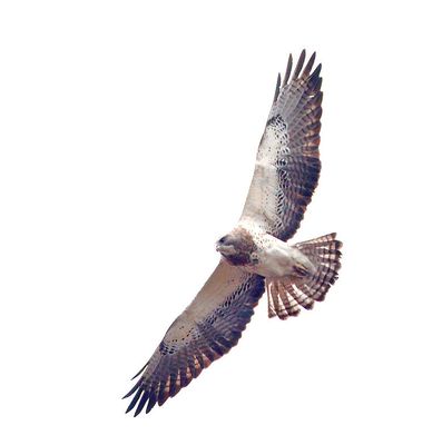 Swainson's Hawk