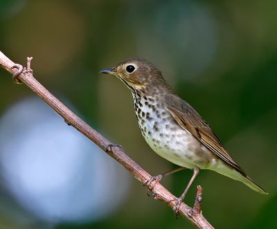 Swainson's Thrush