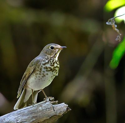Swainson's Thrush