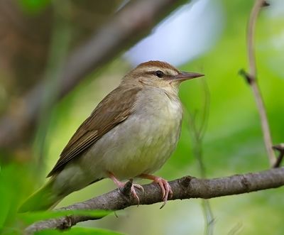 Swainson's Warbler