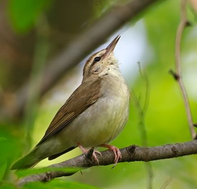 Swainson's Warbler