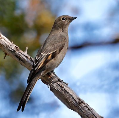 Townsend's Solitaire