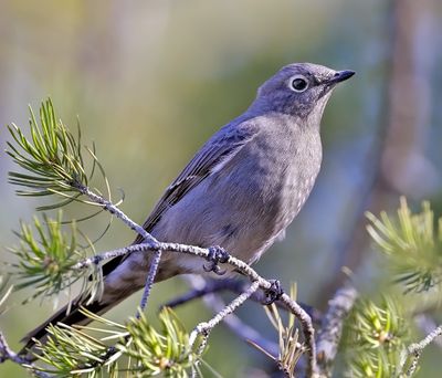 Townsend's Solitaire