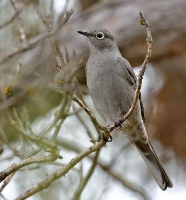 Townsend's Solitaire