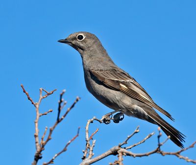 trownsend's Solitaire