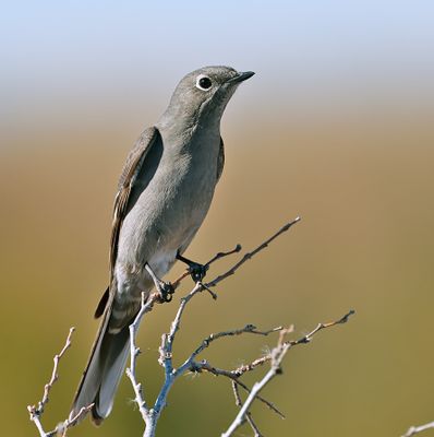 Townsend's Solitaire