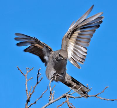 Townsend's Solitaire