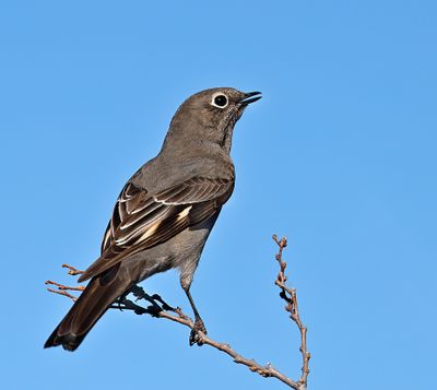 Townsend's Solitaire
