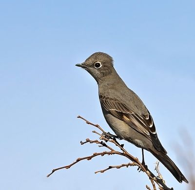Townsend's Solitaire